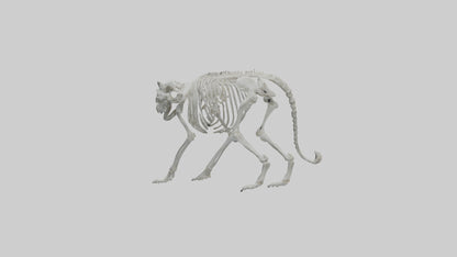 Snow Leopard Skeleton model 3D model