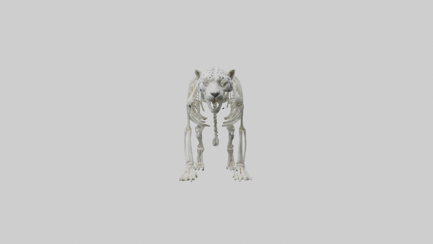 Snow Leopard Skeleton model 3D model