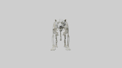 Snow Leopard Skeleton model 3D model
