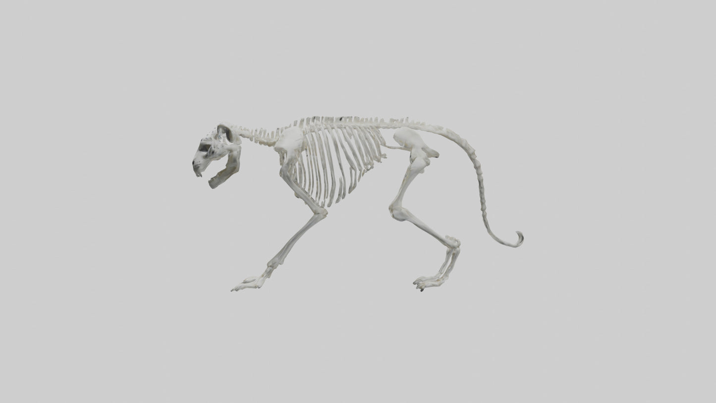 Snow Leopard Skeleton model 3D model