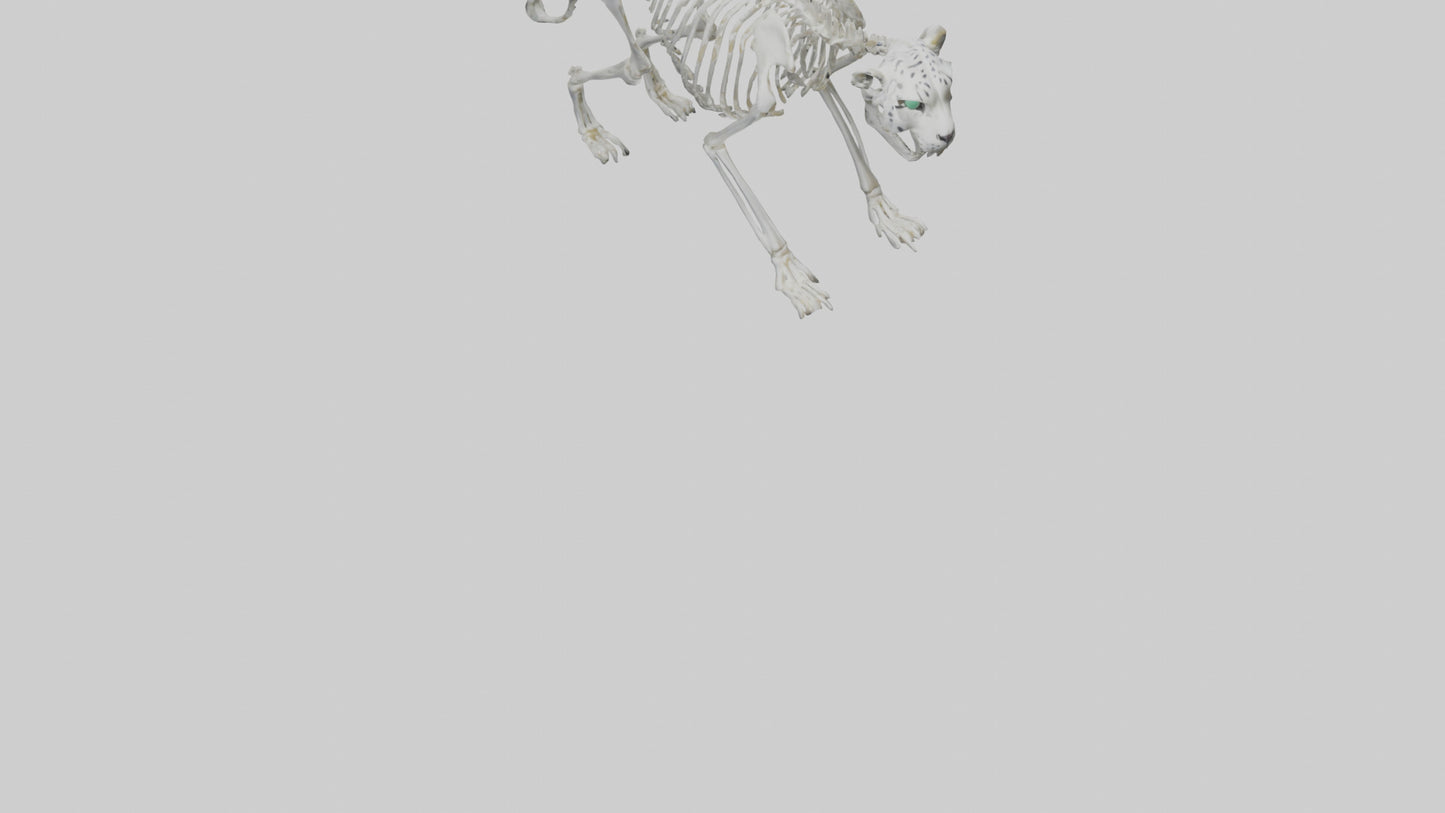 Snow Leopard Skeleton model 3D model