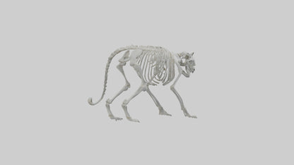 Snow Leopard Skeleton model 3D model