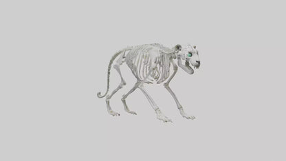 Snow Leopard Skeleton model 3D model
