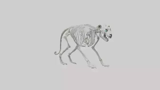 Snow Leopard Skeleton model 3D model