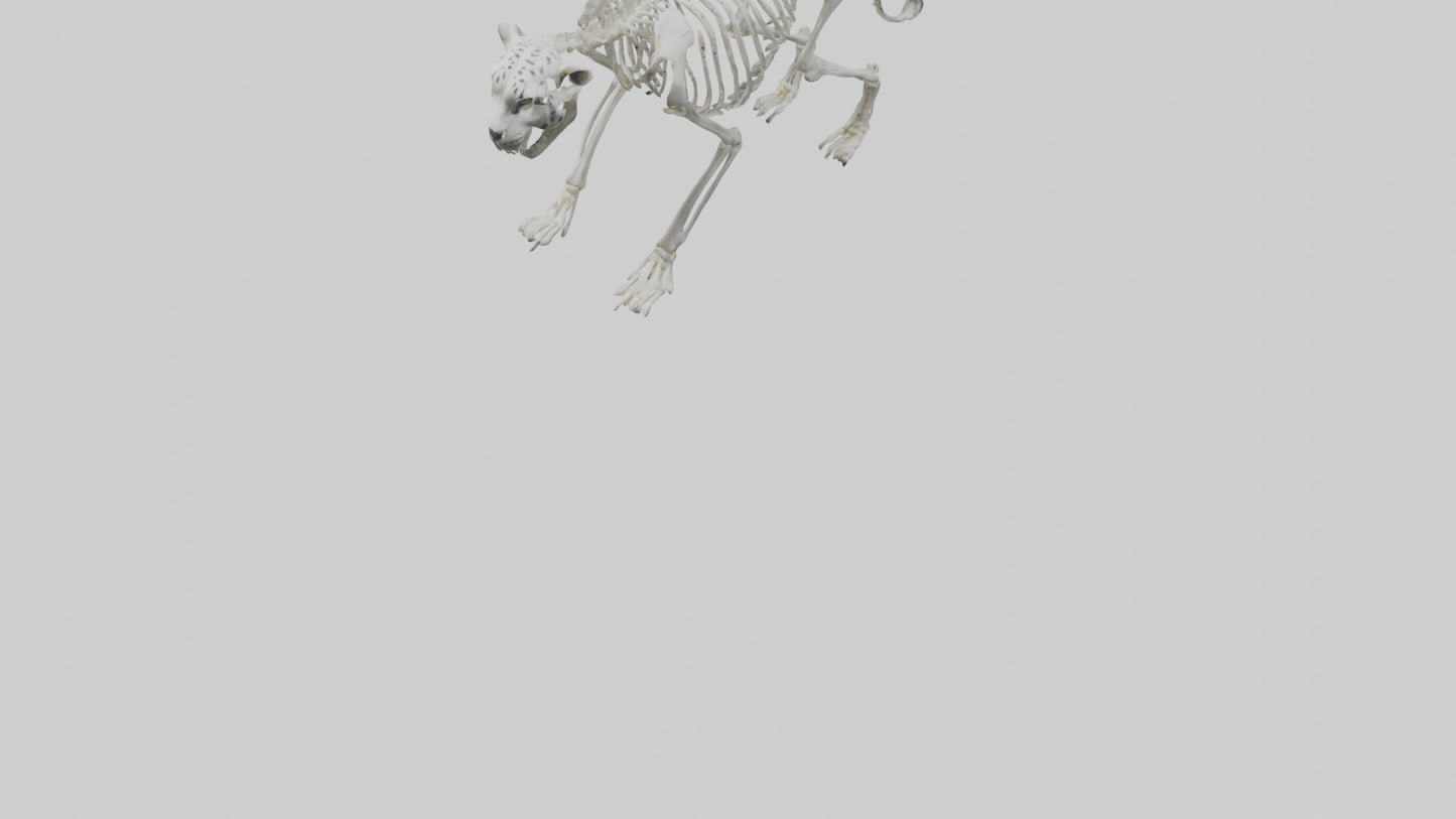 Snow Leopard Skeleton model 3D model
