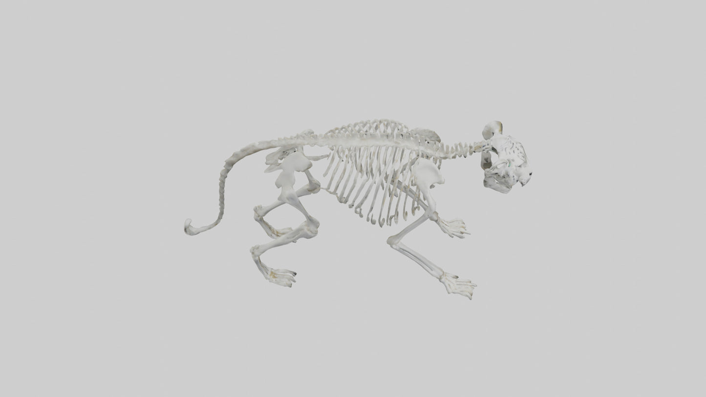 Snow Leopard Skeleton model 3D model