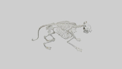 Snow Leopard Skeleton model 3D model