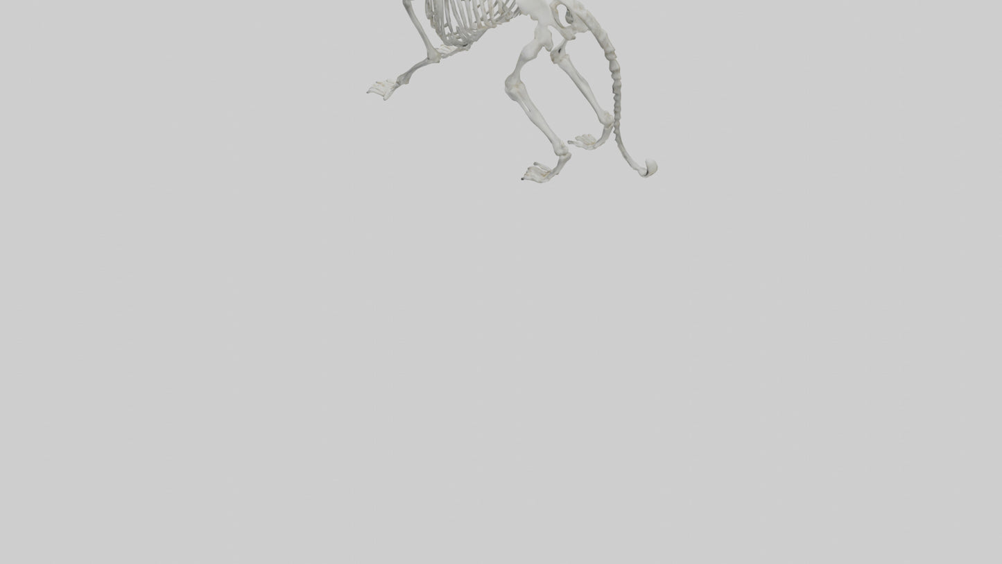 Snow Leopard Skeleton model 3D model