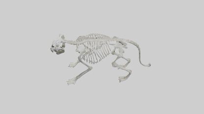 Snow Leopard Skeleton model 3D model