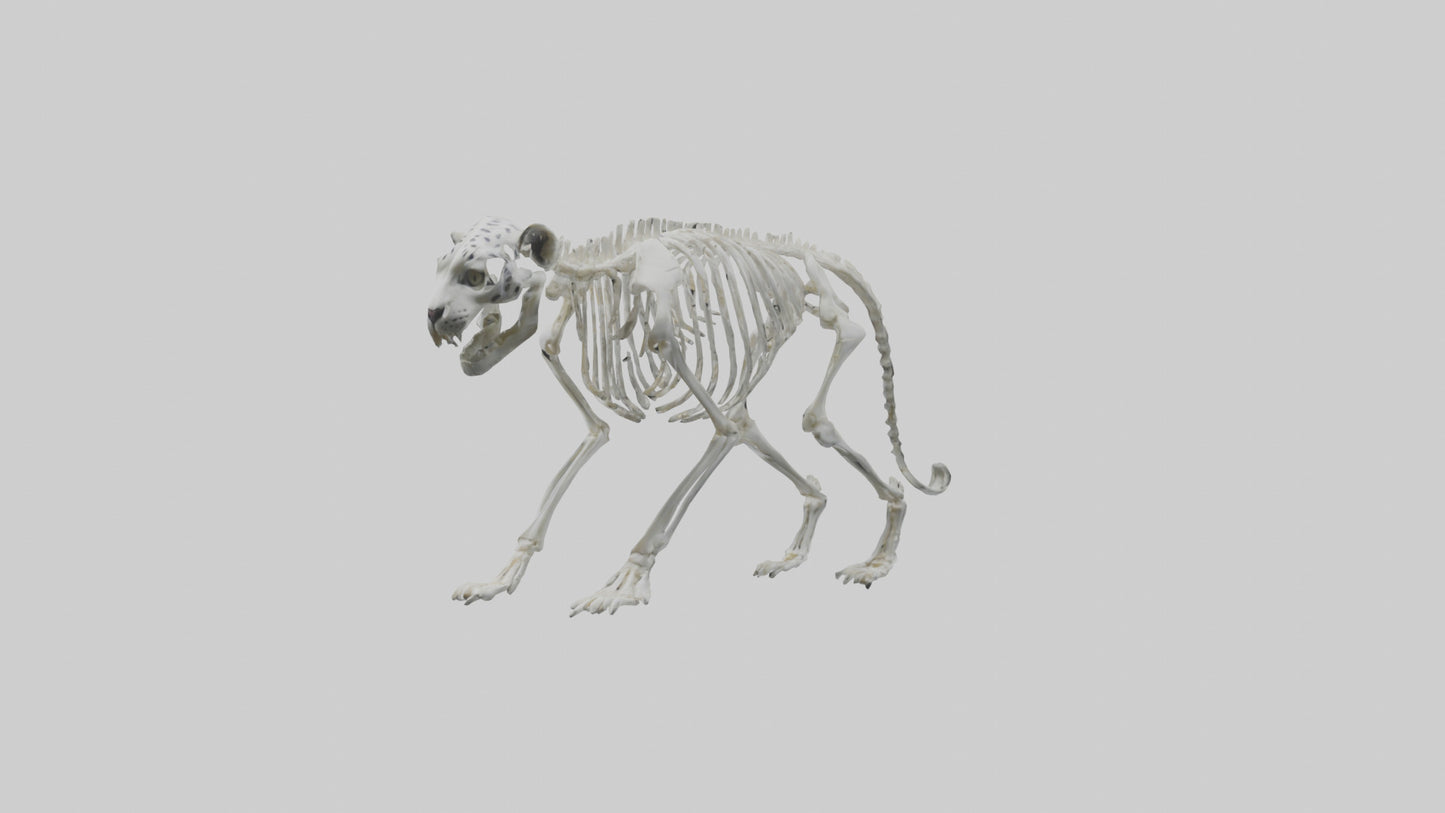 Snow Leopard Skeleton model 3D model