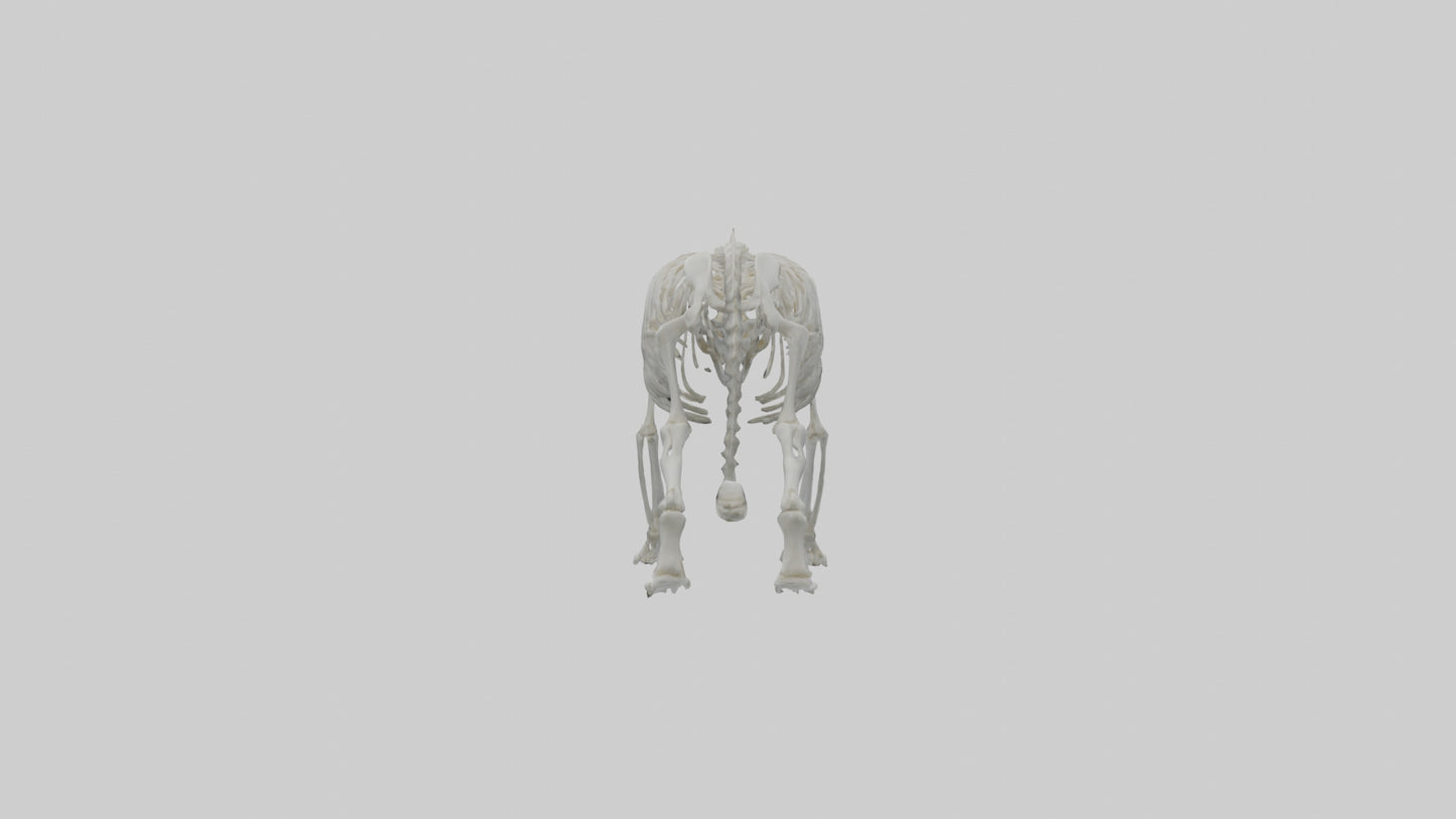 Snow Leopard Skeleton model 3D model