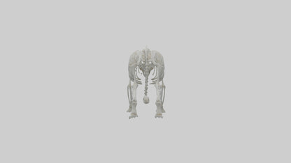Snow Leopard Skeleton model 3D model