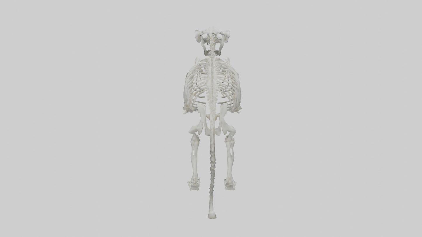 Snow Leopard Skeleton model 3D model