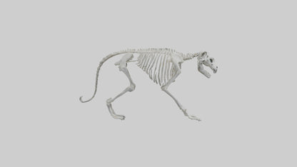 Snow Leopard Skeleton model 3D model