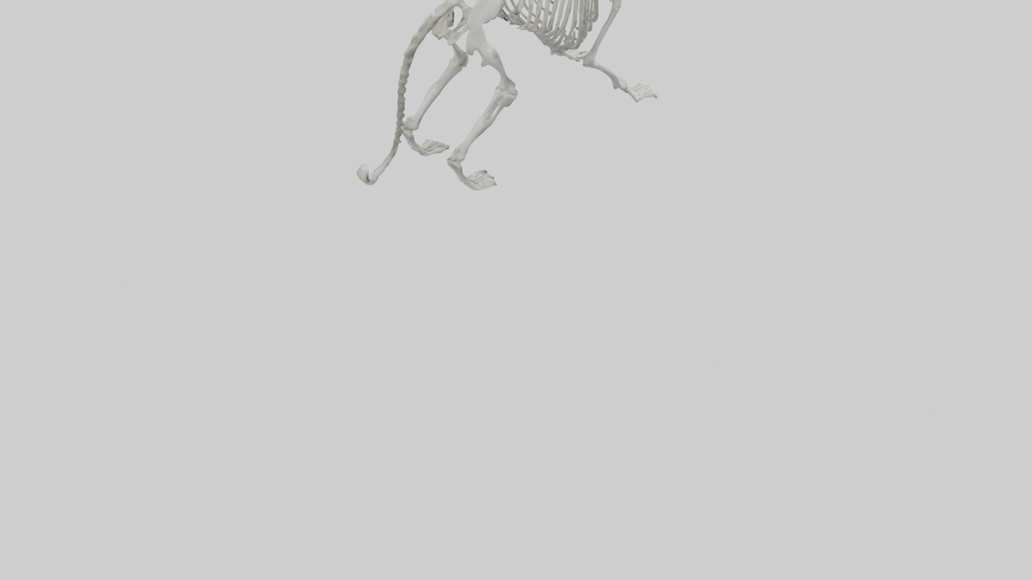 Snow Leopard Skeleton model 3D model