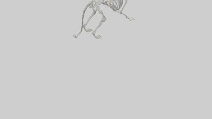 Snow Leopard Skeleton model 3D model