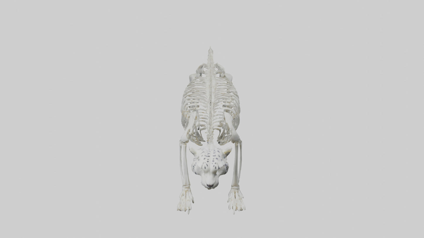 Snow Leopard Skeleton model 3D model
