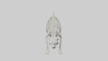 Snow Leopard Skeleton model 3D model