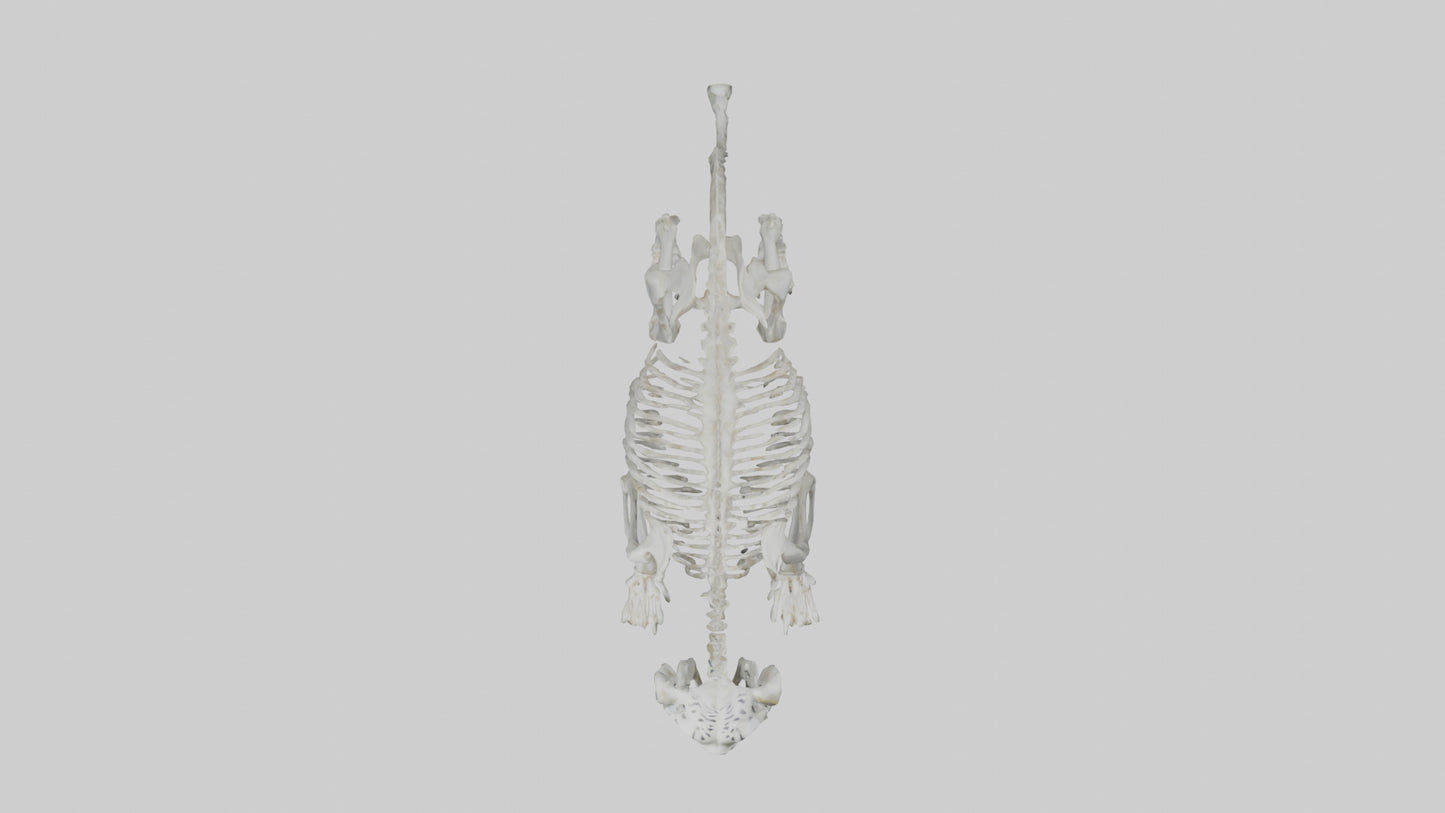 Snow Leopard Skeleton model 3D model