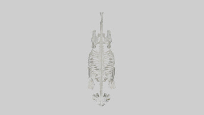 Snow Leopard Skeleton model 3D model
