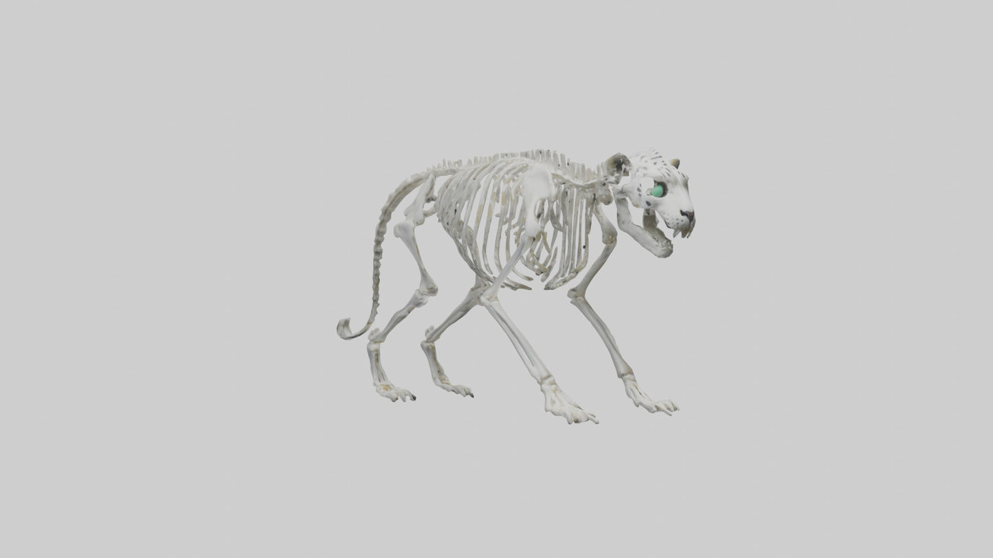 Snow Leopard Skeleton model 3D model