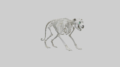 Snow Leopard Skeleton model 3D model