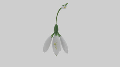 Snowdrop flower model 3D model
