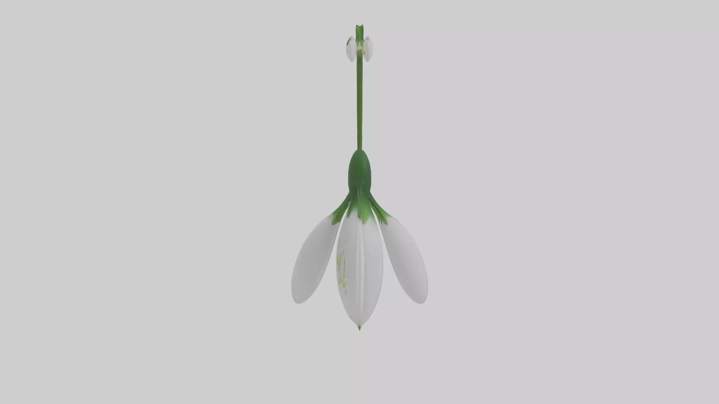 Snowdrop flower model 3D model