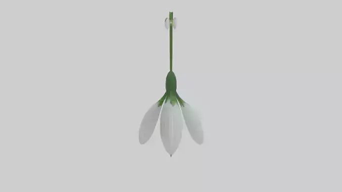 Snowdrop flower model 3D model