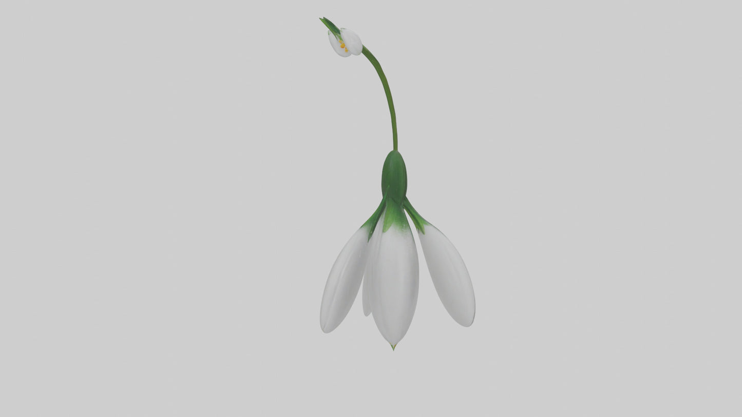 Snowdrop flower model 3D model