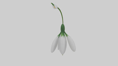Snowdrop flower model 3D model