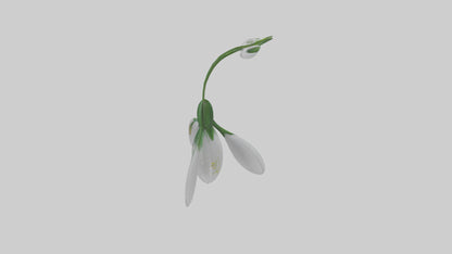 Snowdrop flower model 3D model