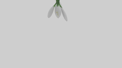 Snowdrop flower model 3D model