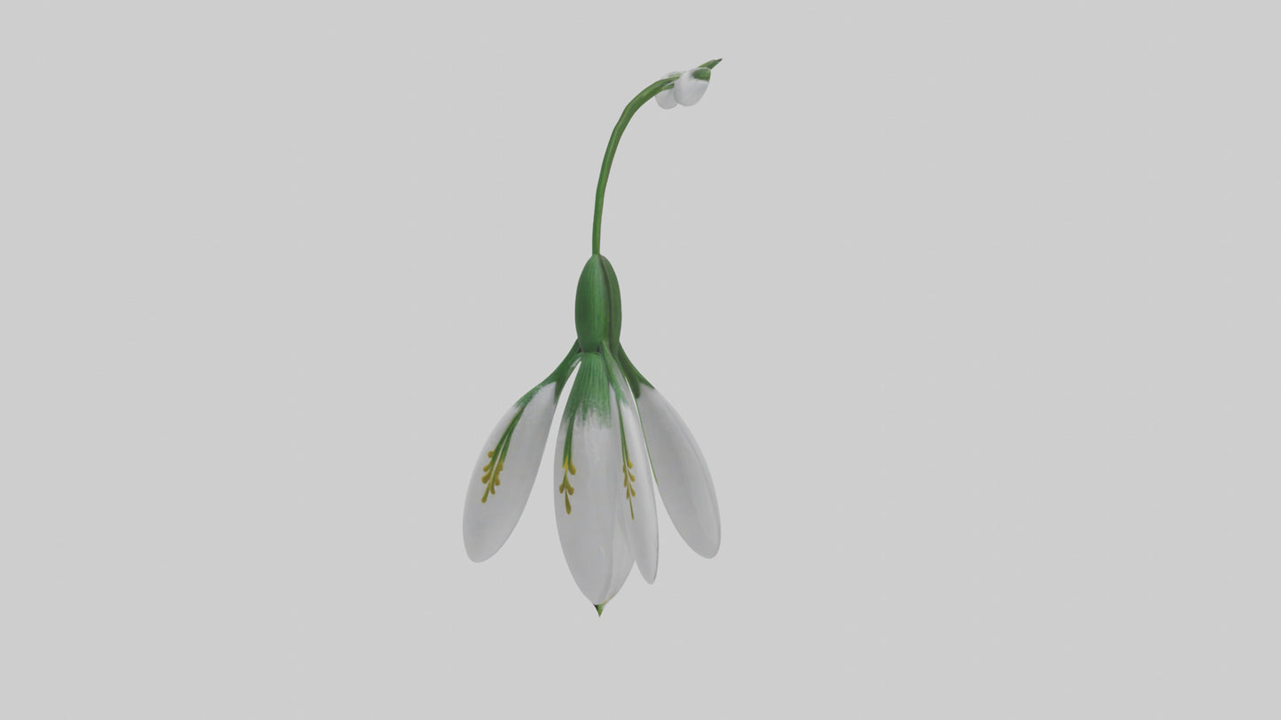 Snowdrop flower model 3D model