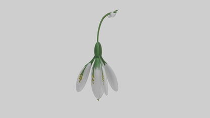 Snowdrop flower model 3D model