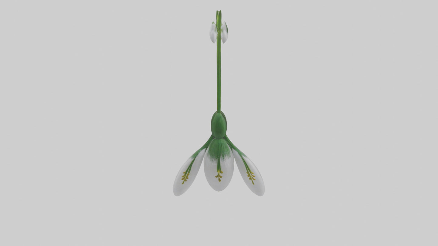 Snowdrop flower model 3D model