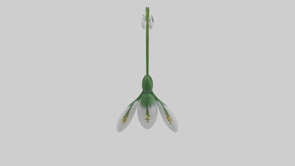 Snowdrop flower model 3D model