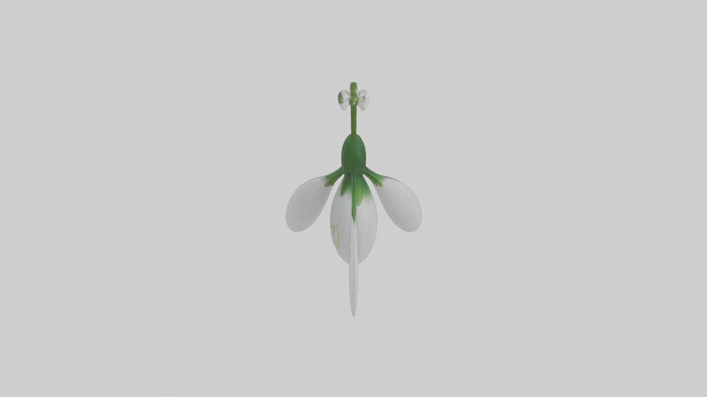 Snowdrop flower model 3D model