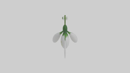 Snowdrop flower model 3D model