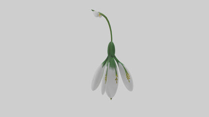 Snowdrop flower model 3D model
