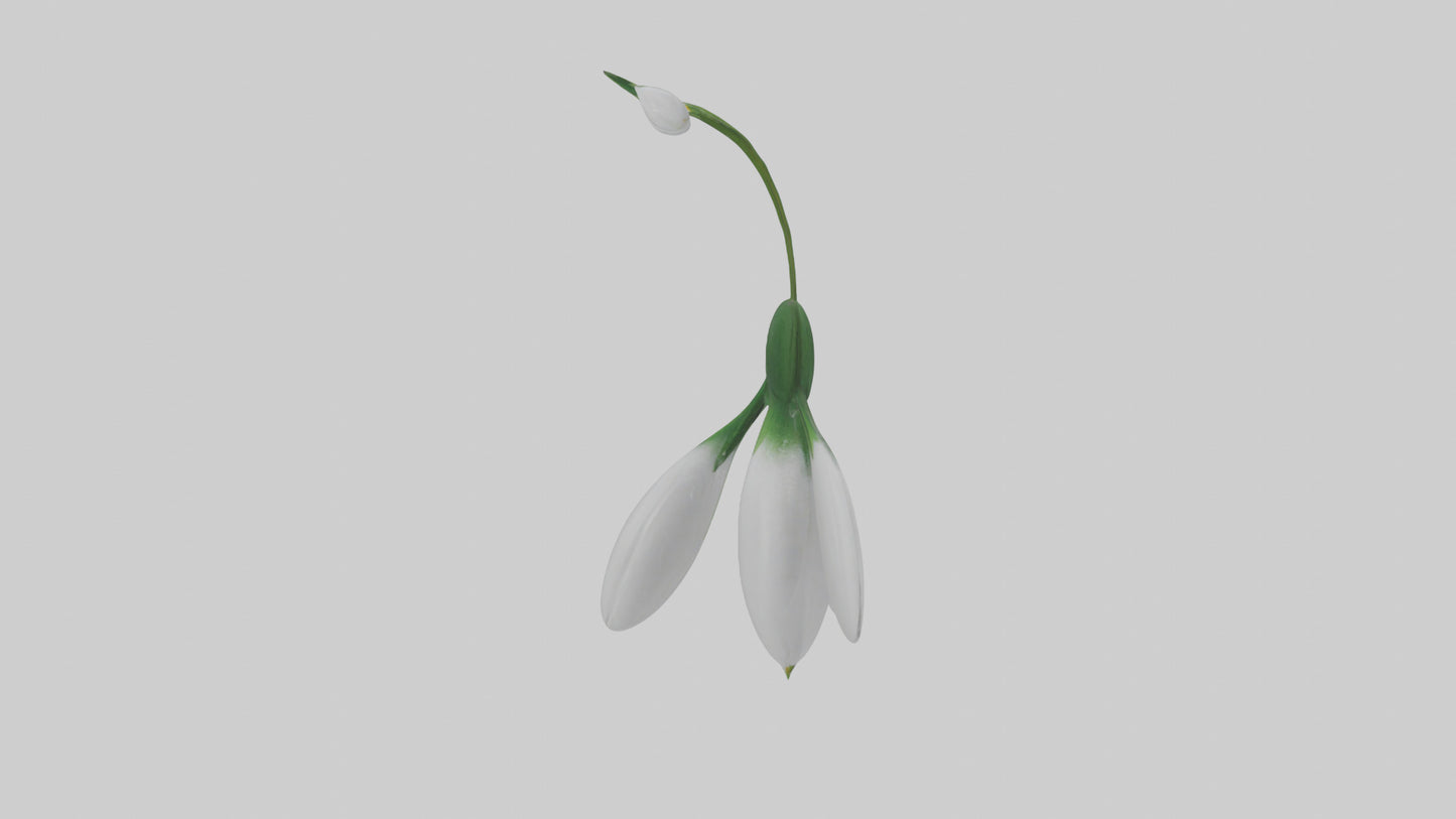 Snowdrop flower model 3D model