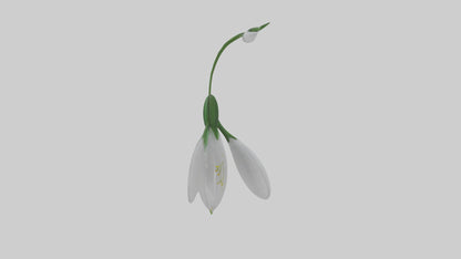Snowdrop flower model 3D model