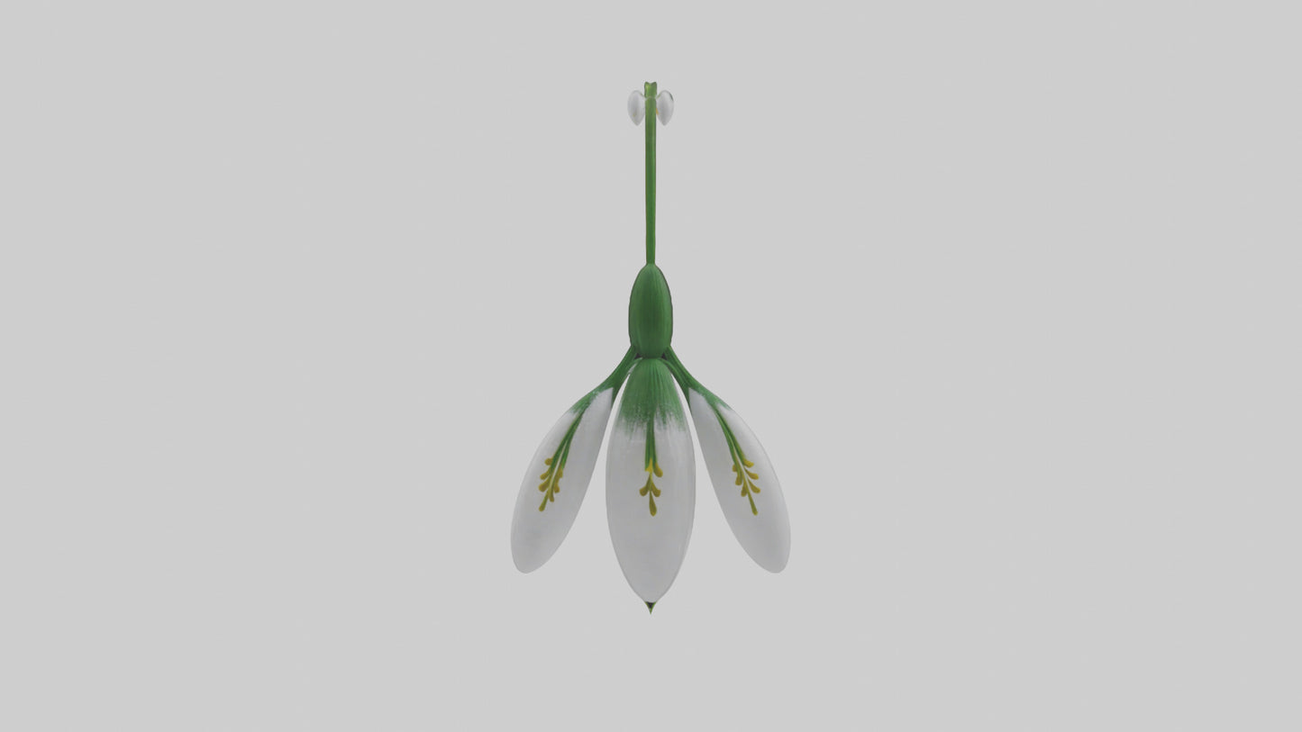 Snowdrop flower model 3D model