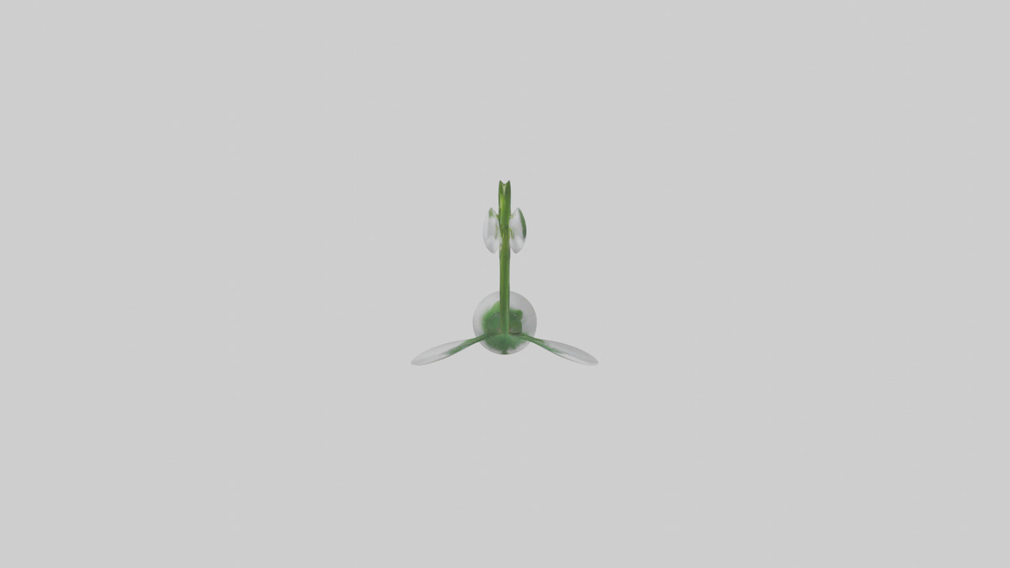 Snowdrop flower model 3D model