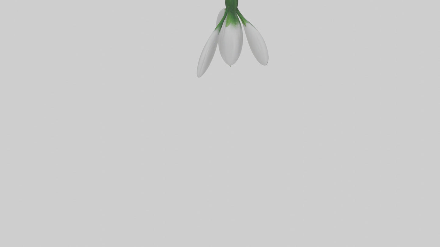 Snowdrop flower model 3D model