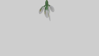 Snowdrop flower model 3D model