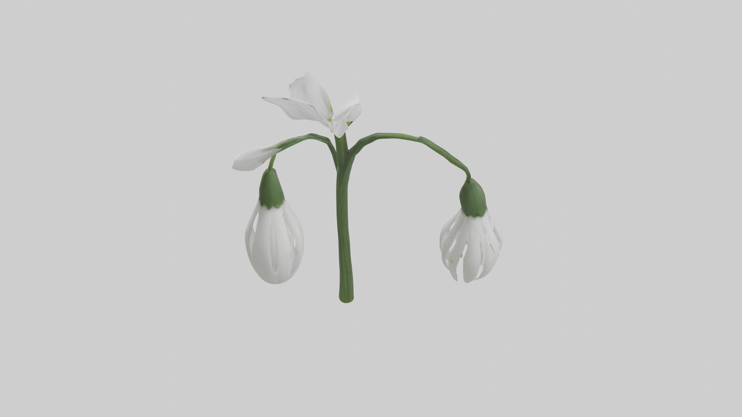 Snowdrop model 3D model
