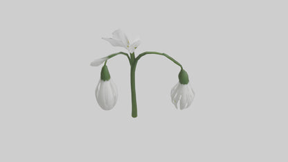 Snowdrop model 3D model