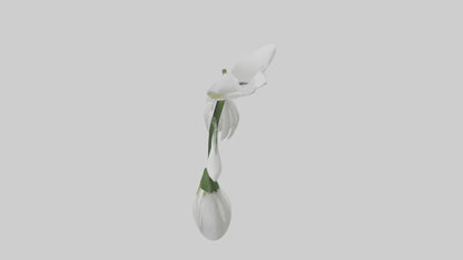 Snowdrop model 3D model