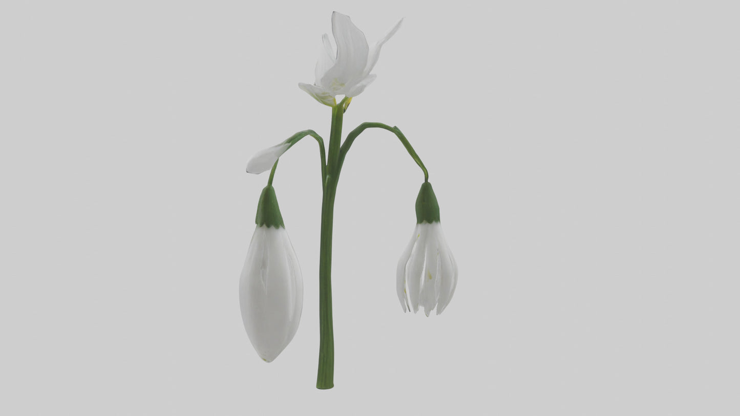 Snowdrop model 3D model